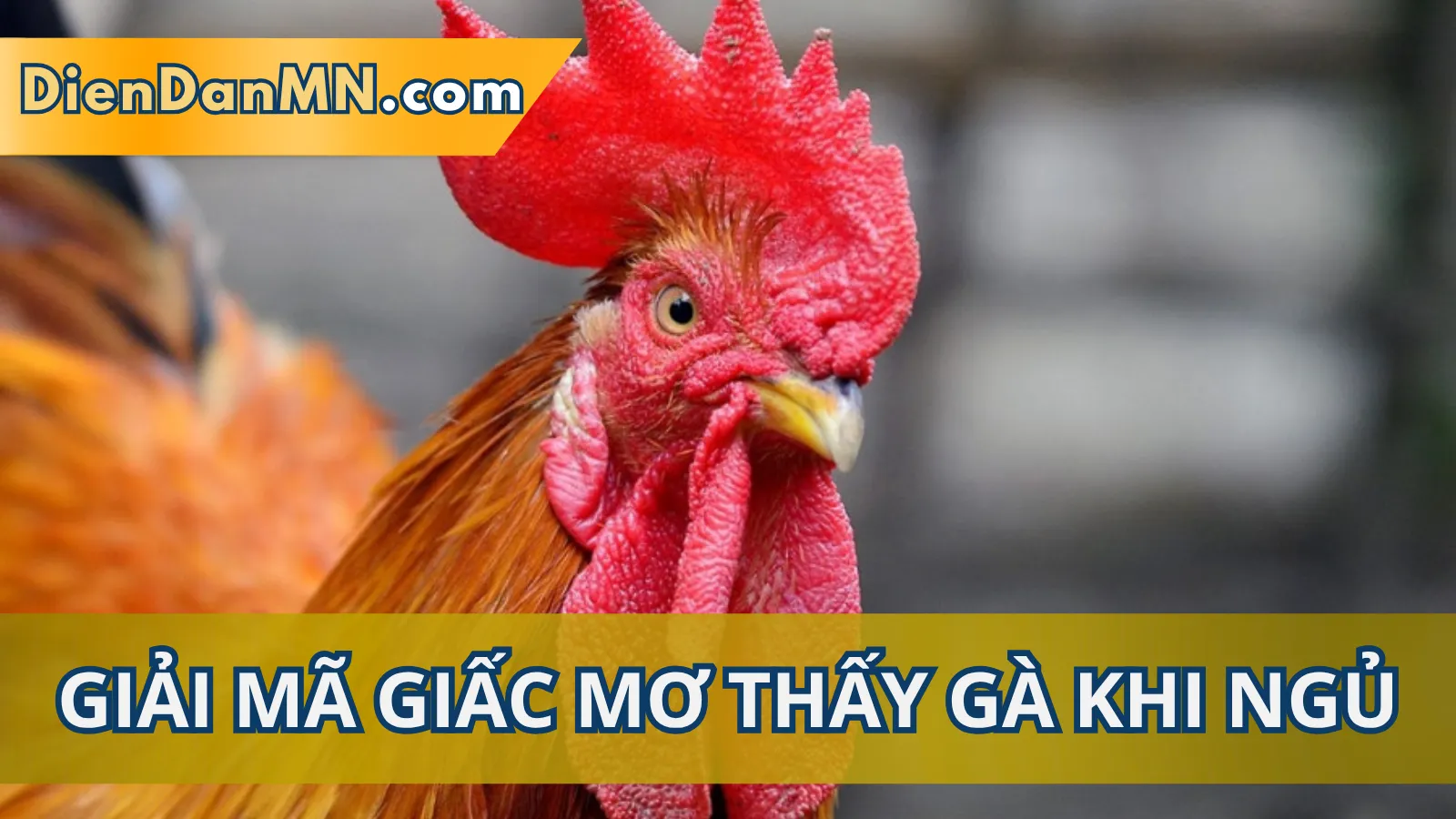 Điềm Báo Tâm Linh Khi Chiêm Bao Mơ Thấy Gà Điềm Báo Tâm Linh Khi Chiêm Bao Mơ Thấy Gà